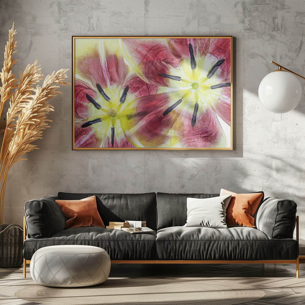 Tulips | Poster
