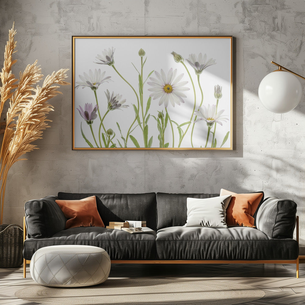 Cape Daisies | Canvas