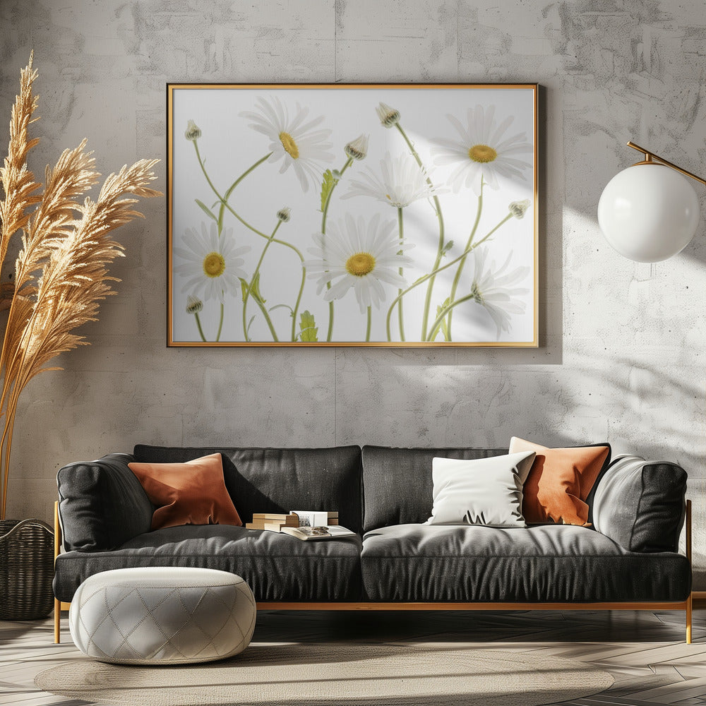 Ox eye Daisies | Poster