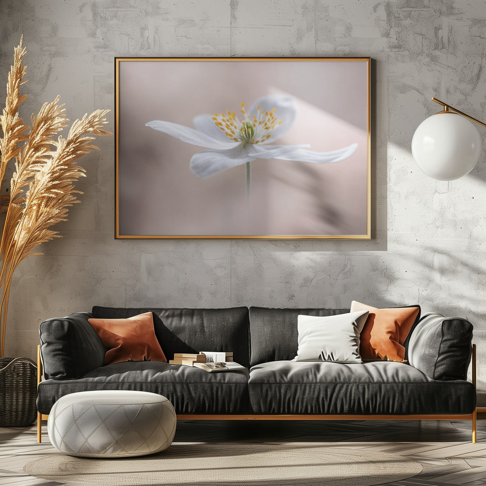 Anemone Nemorosa | Leinwand