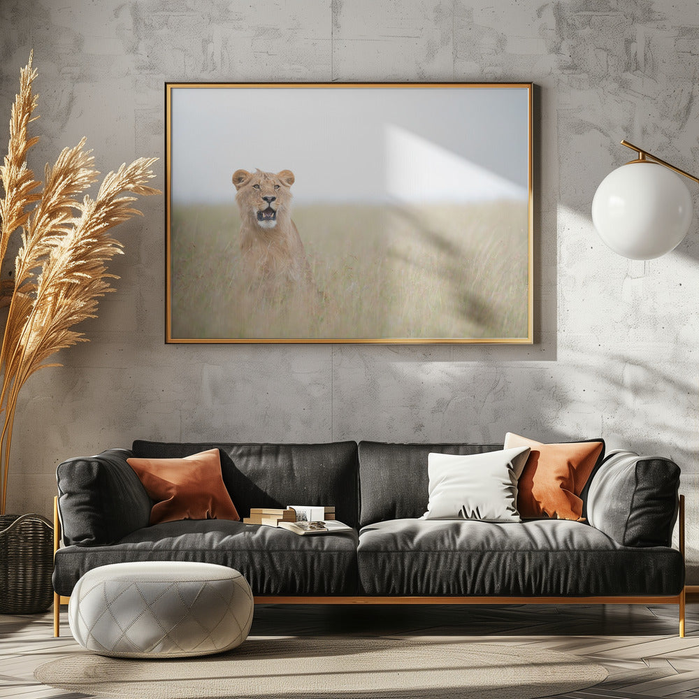 Junger Löwe | Poster