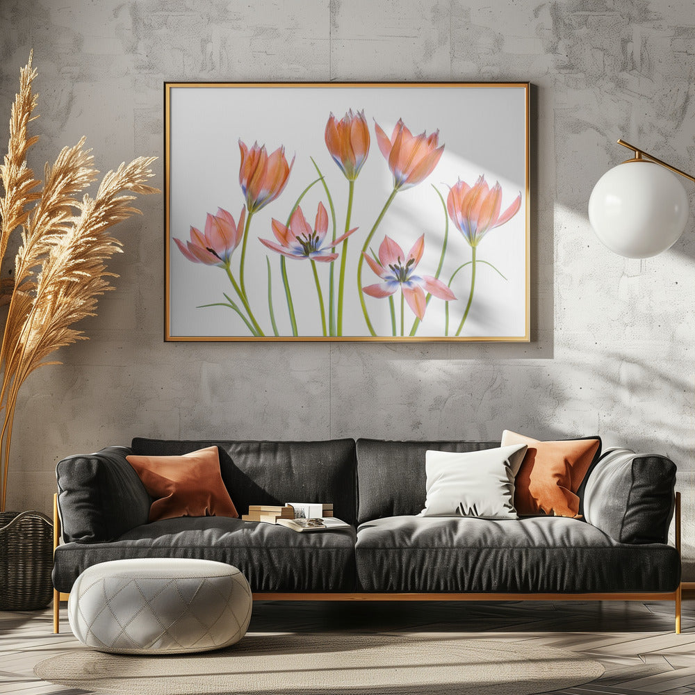 Apricot Tulips | Canvas