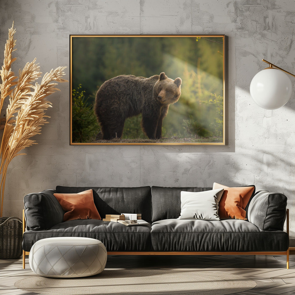 Backlit bear | Canvas