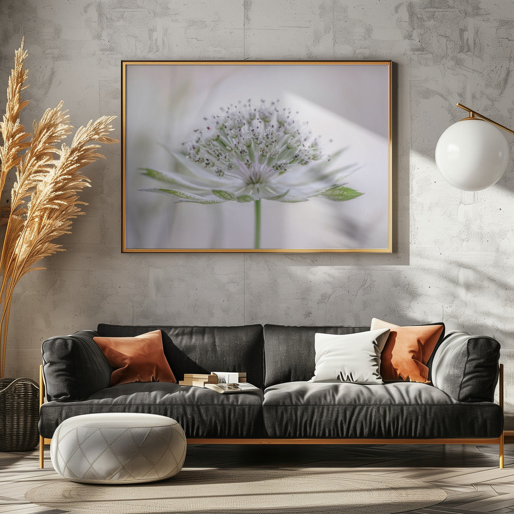 Astrantia | Leinwand