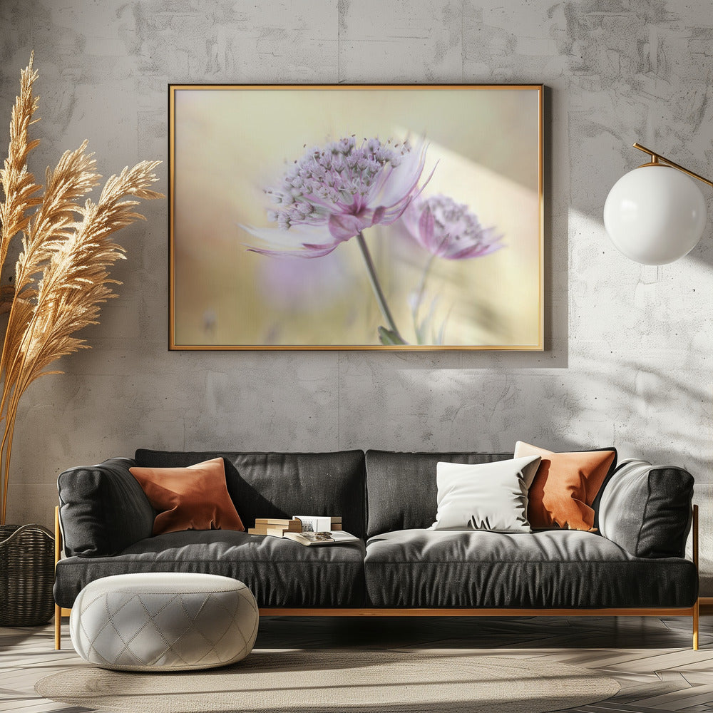 Rosa Astrantia | Leinwand