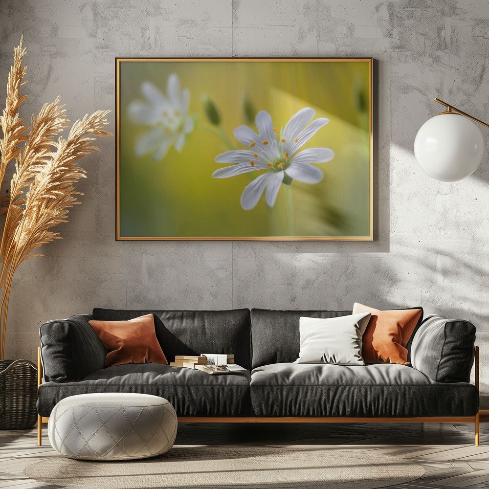 Stitchwort | Poster