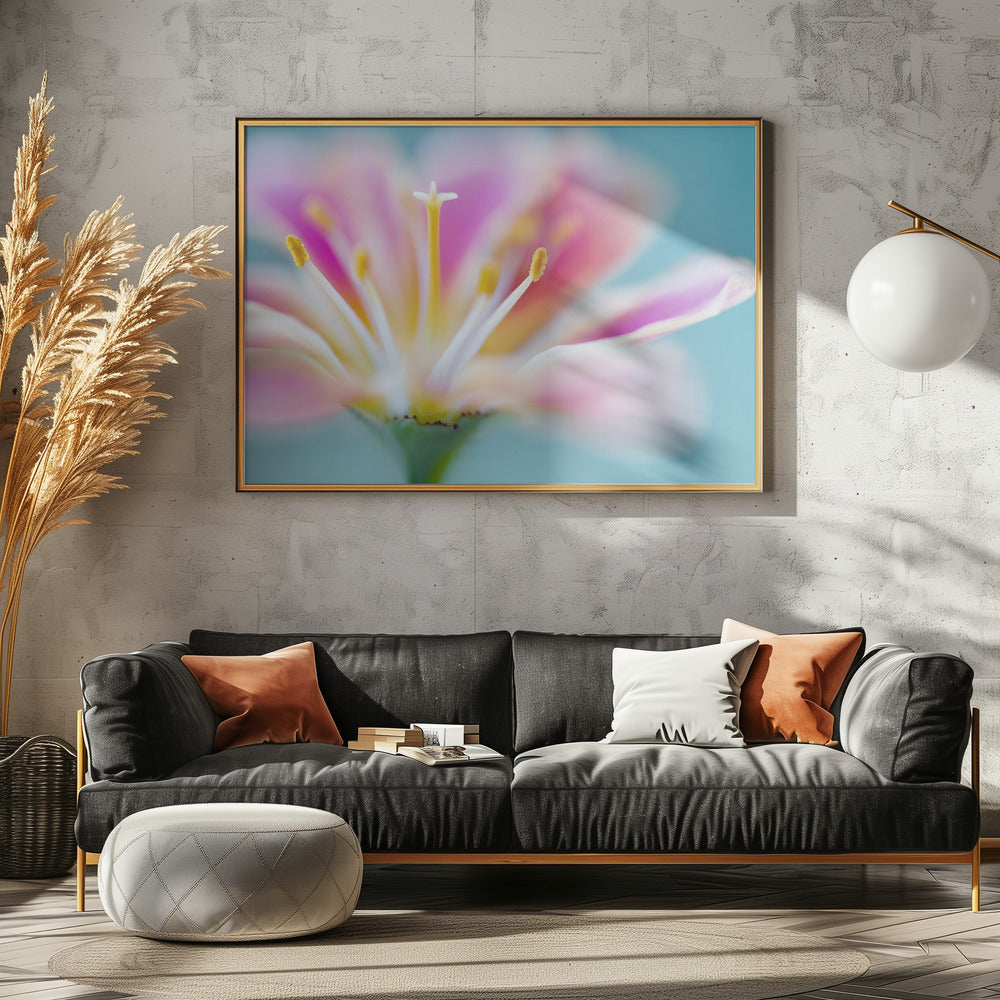 Lewisia | Leinwand