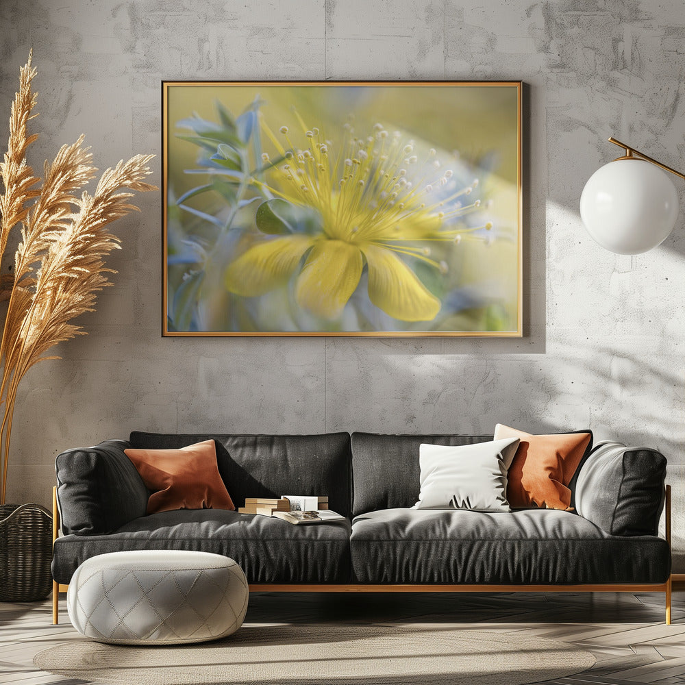 Hypericum | Poster
