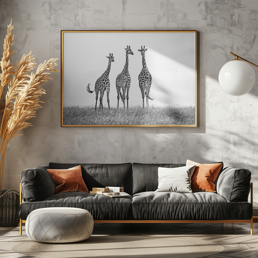 Giraffes in the Mara plains | Poster