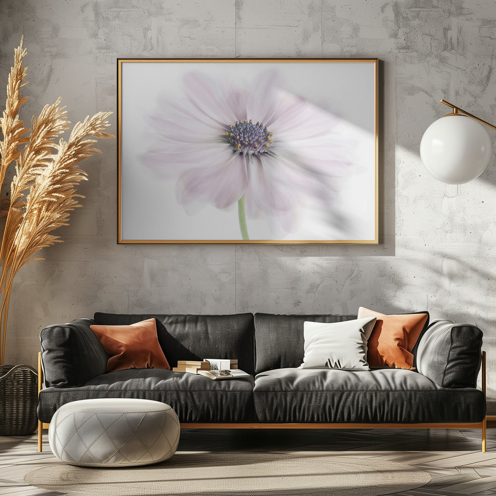 Cape Daisy | Canvas