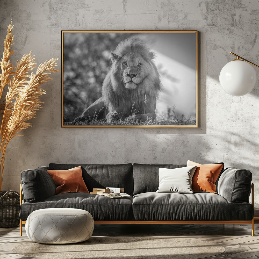 Monochromatischer König der Löwen | Leinwand