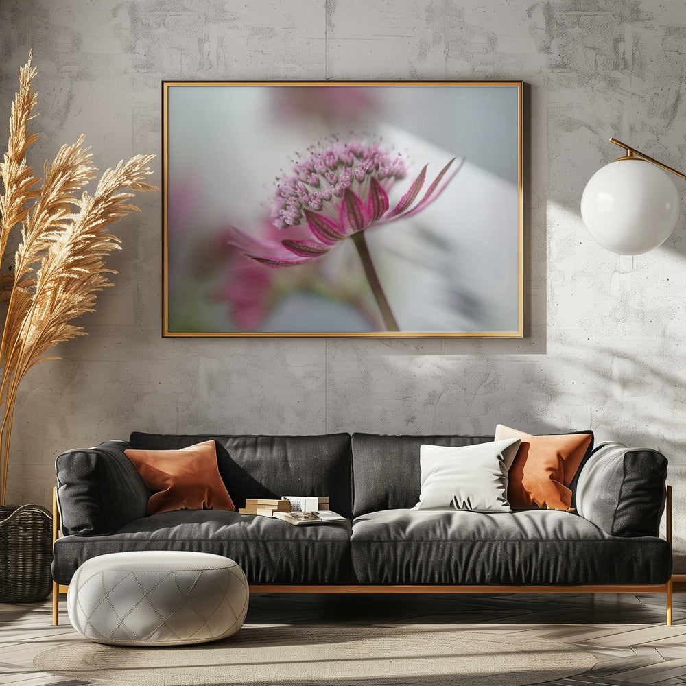Astrantia | Leinwand