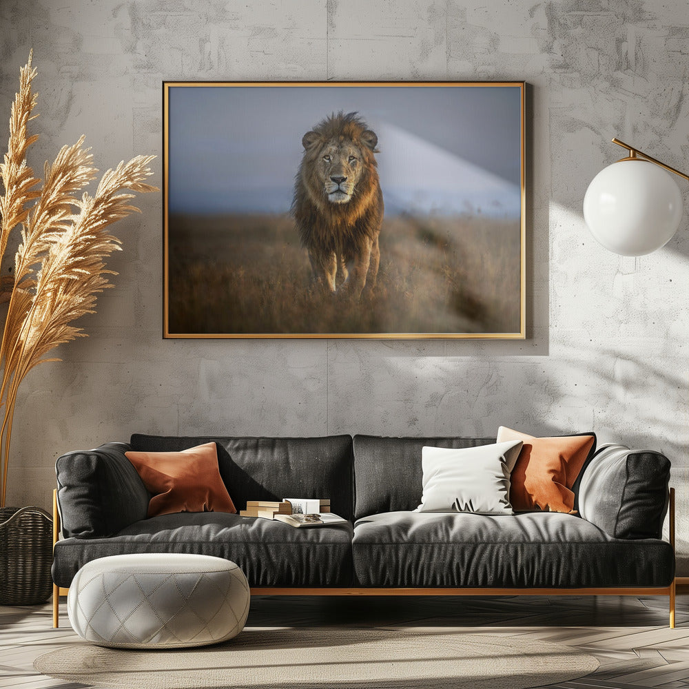 Lion Close Up | Poster