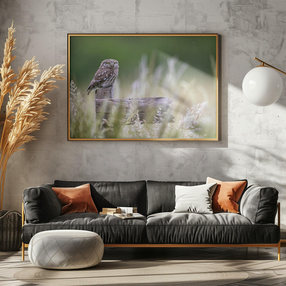 Kleine Eule | Leinwand