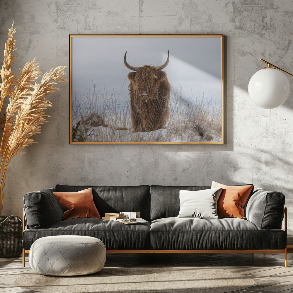 Highlander im Schnee | Leinwand