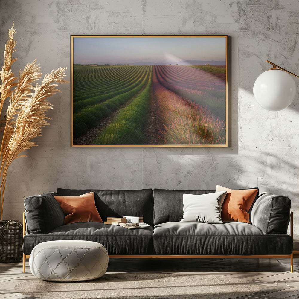 Field of lavender | Canvas