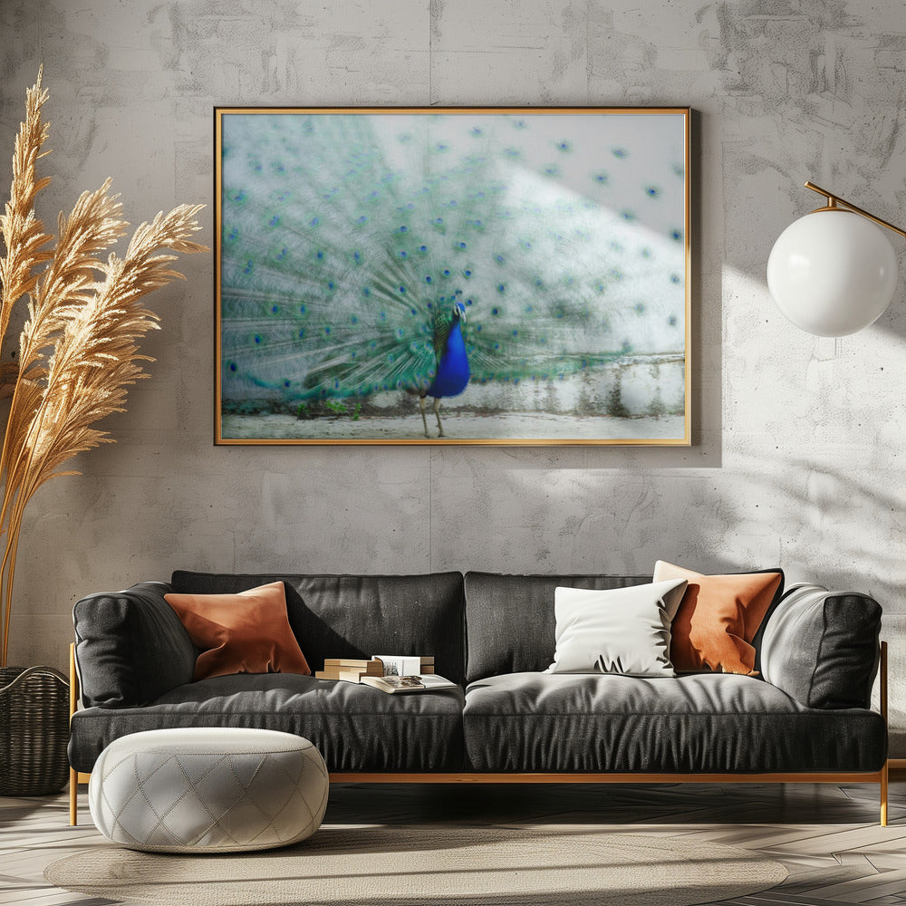 Peacock | Canvas