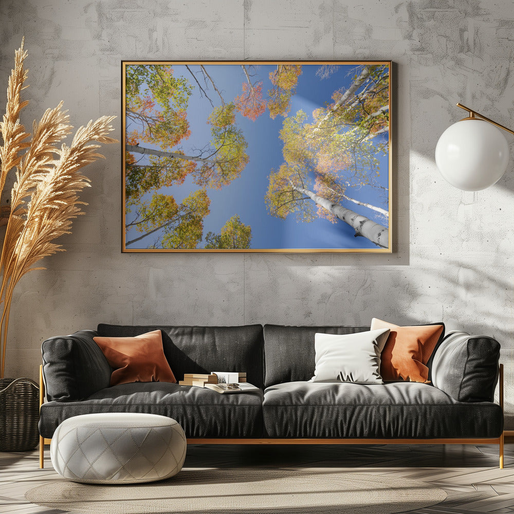 Autumn Birchs | Poster