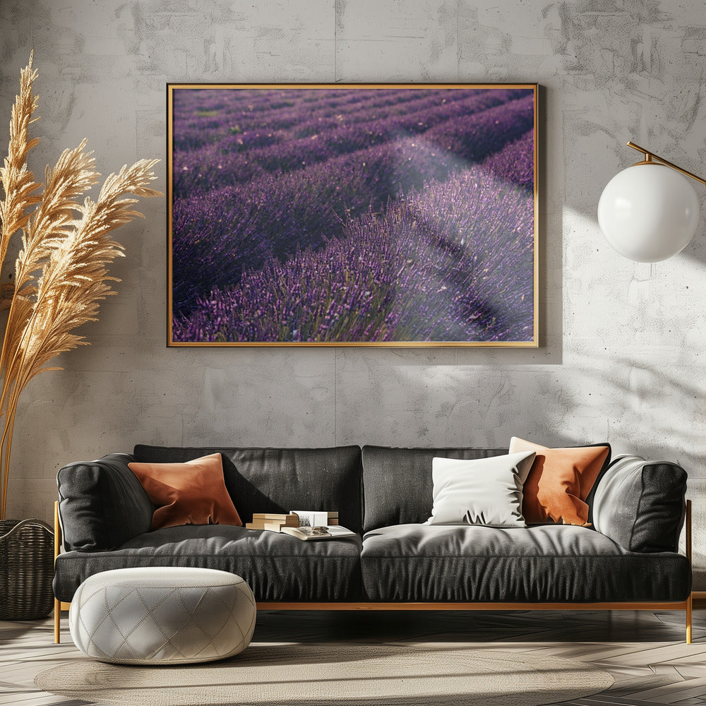Lavendel aus der Provence | Poster