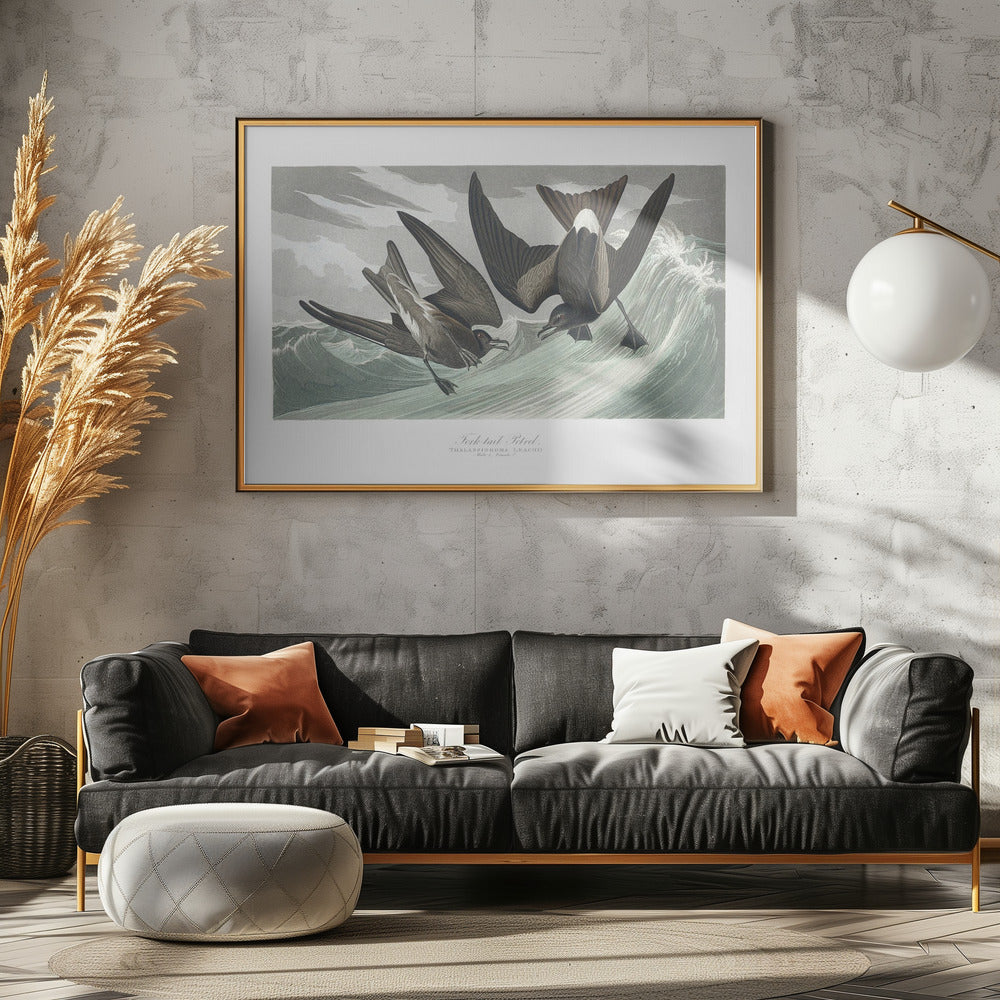 Gabelschwanz-Sturmvogel aus Birds of America (1827) | Leinwand