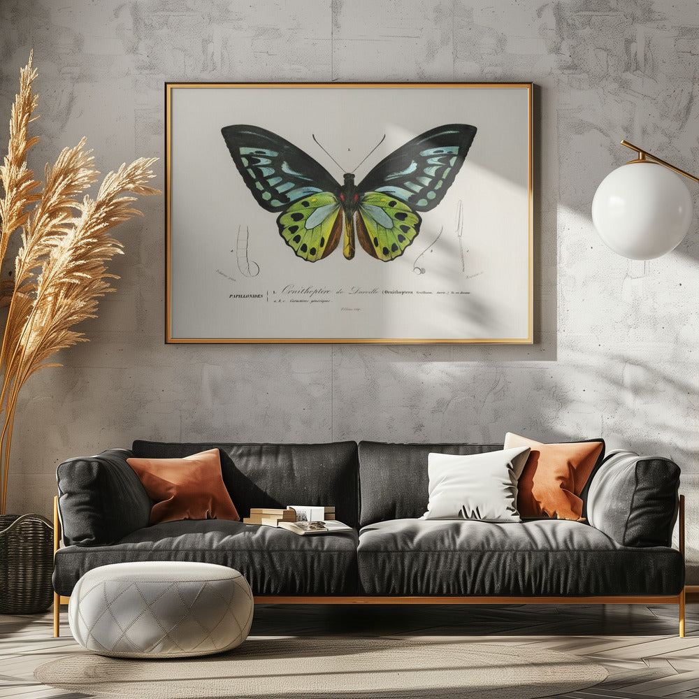 Green Birdwing Butterfly | Canvas