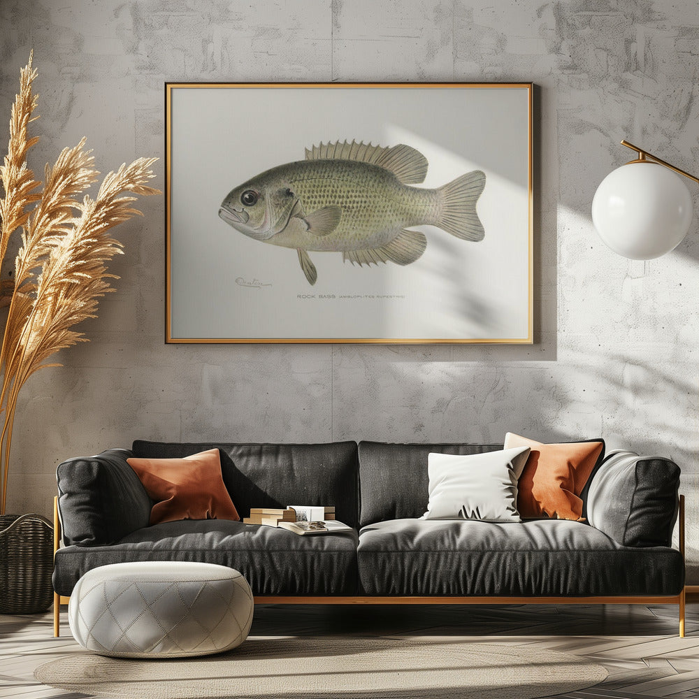 Rock Bass (ambloplites Rupestris) By Sherman F. Denton (1856 1937) | Canvas