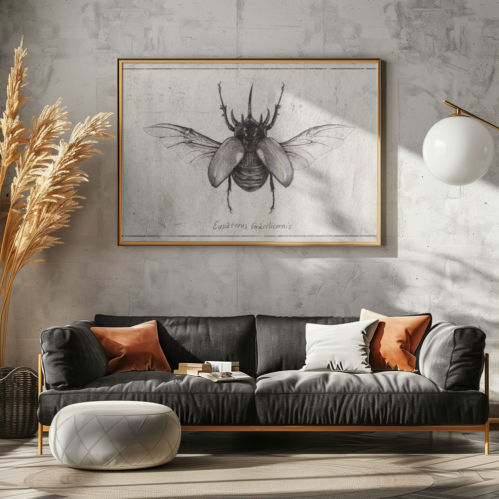 Bleistiftzeichnung eines Käfers Eupatorus Gracilicornis | Leinwand