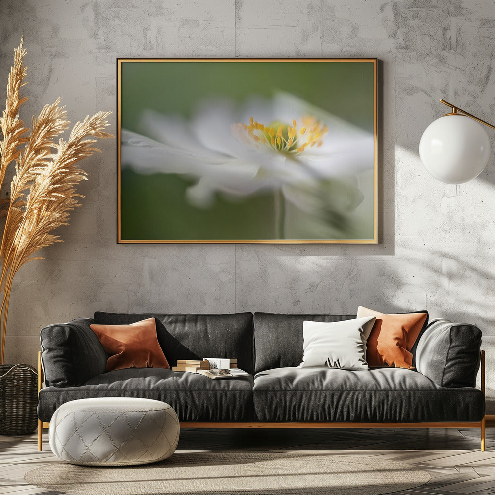 Weiße Anemone | Leinwand
