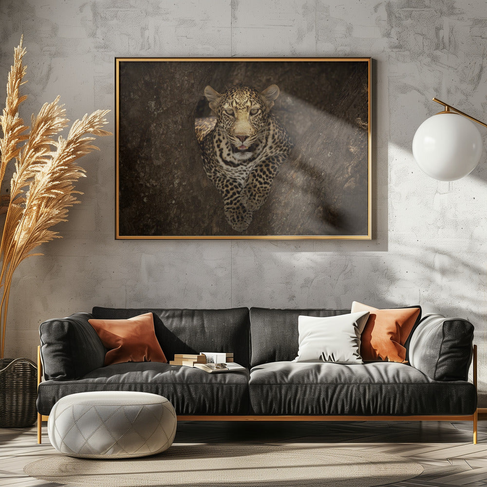 Leopard ruht auf einem Baum in der Masai Mara | Poster