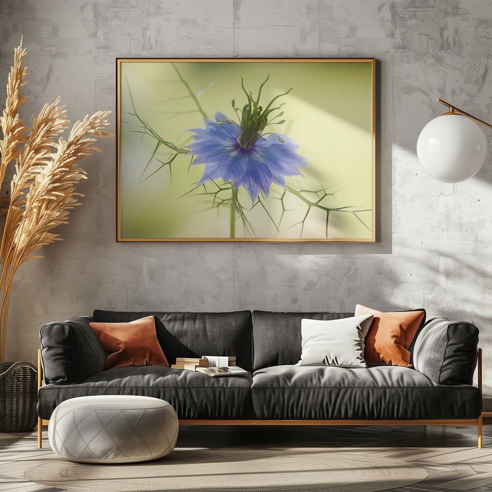 Nigella | Poster