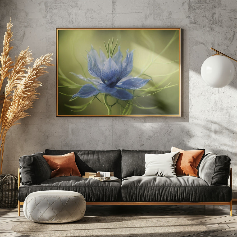 Nigella | Poster