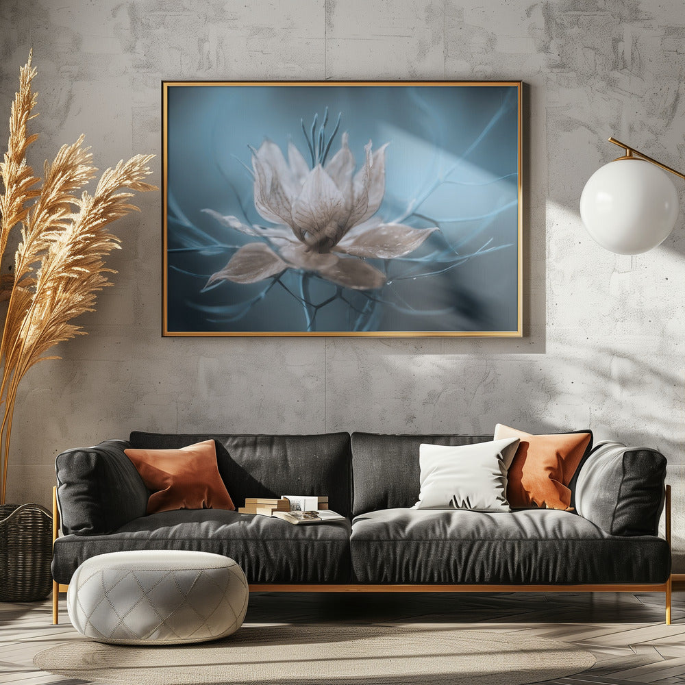 *Nigella* | Poster