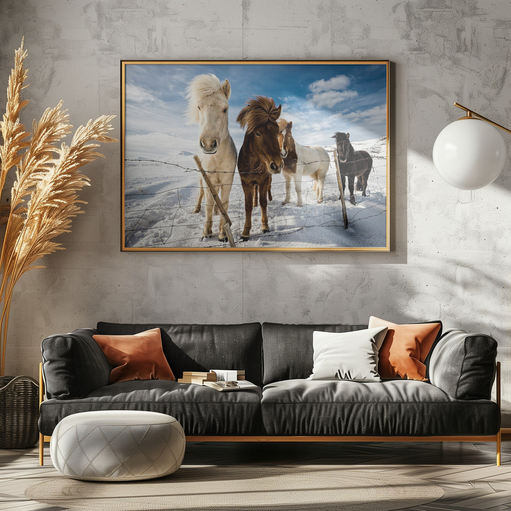 Isländische Frisur | Leinwand