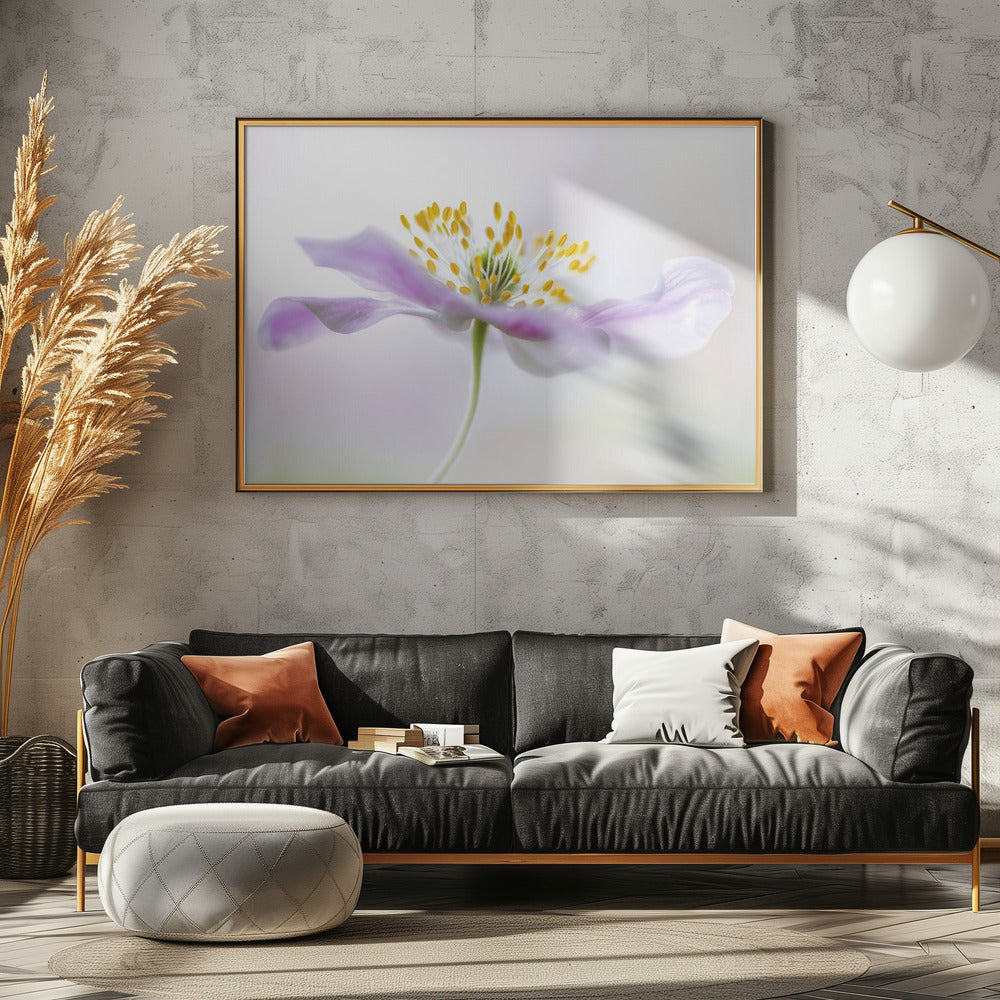Wood Anemone | Canvas
