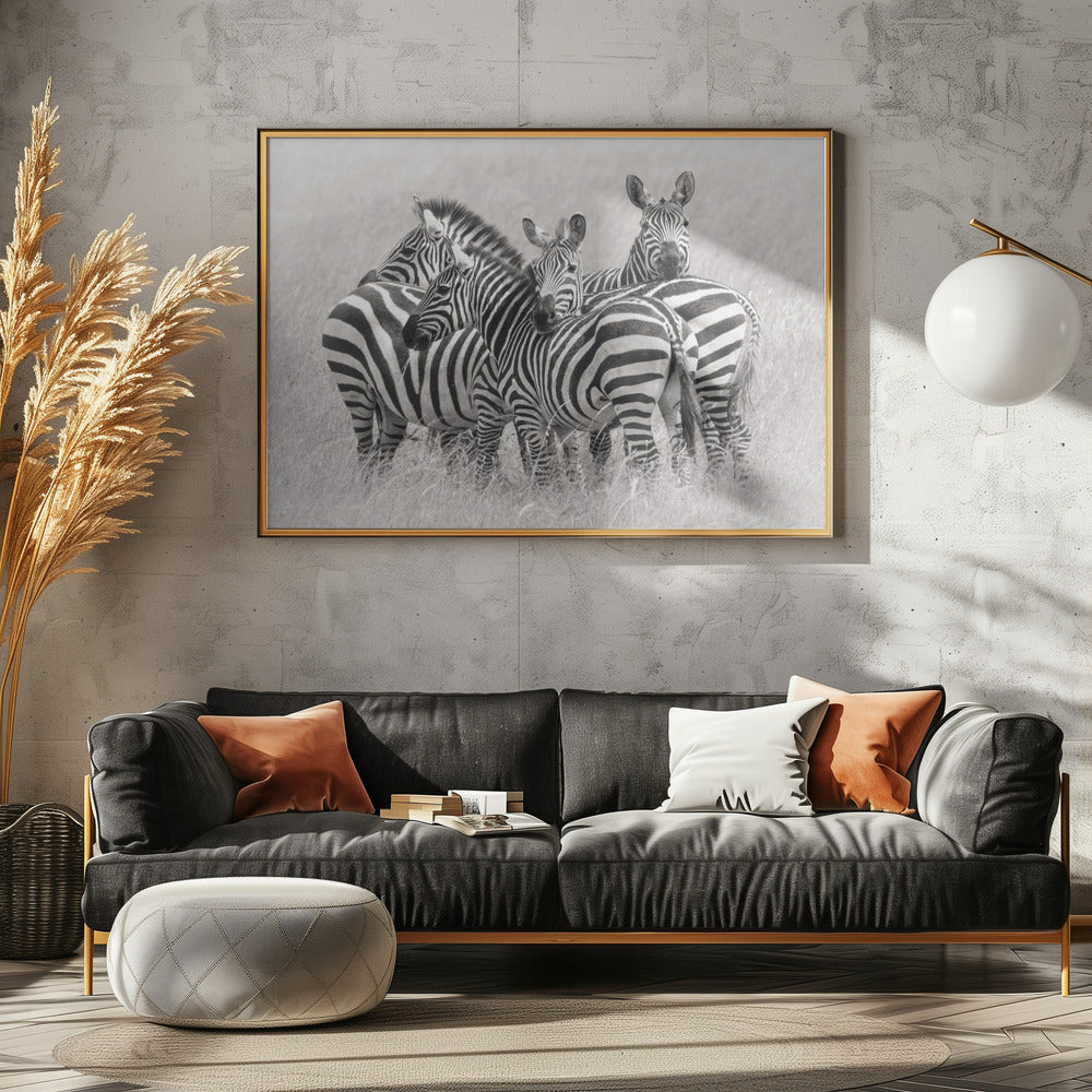 Zebras | Canvas