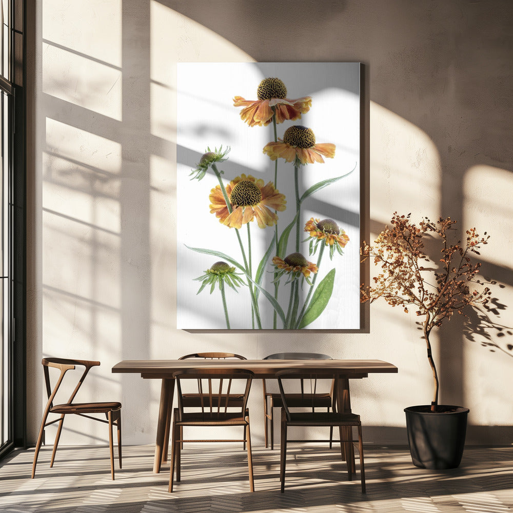 Helenium | Leinwand