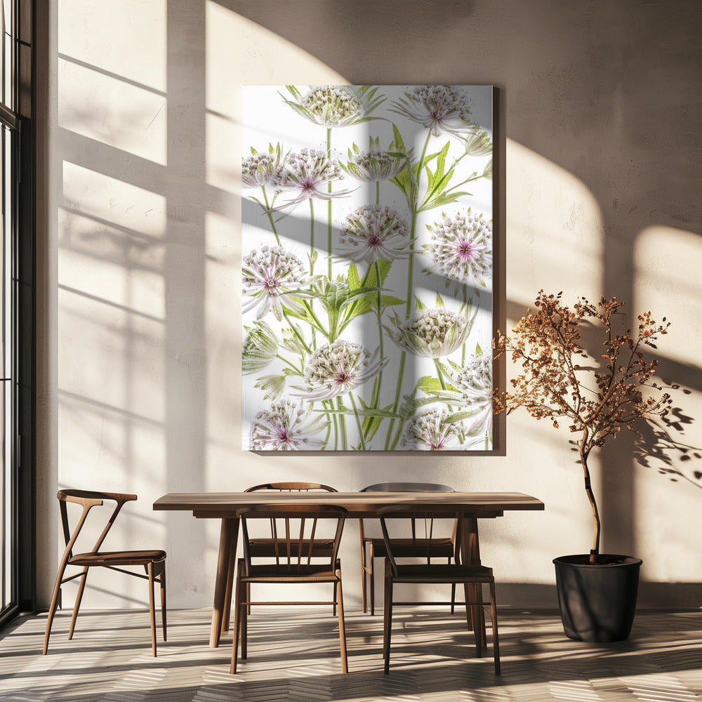 .Astrantia. | Canvas