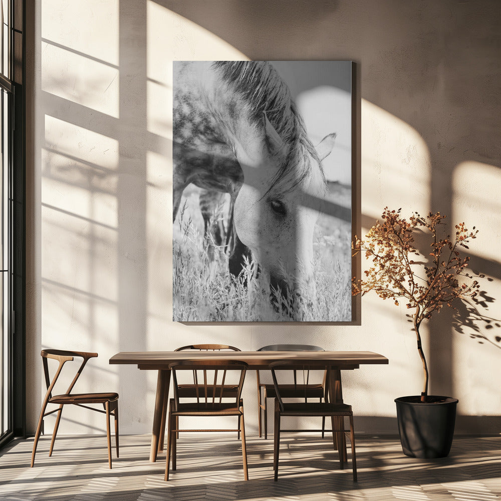 stallion | Canvas