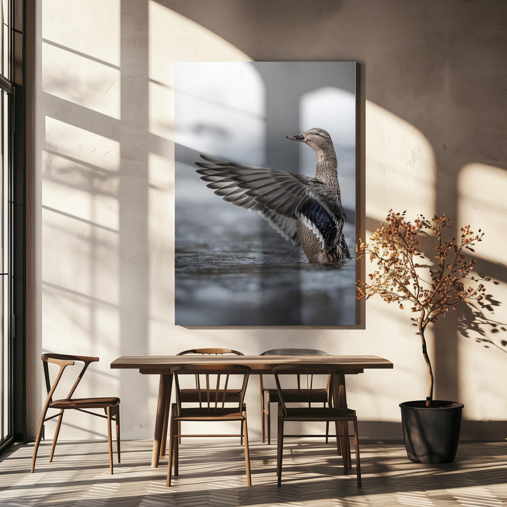 Female mallard with outstretched wings | Canvas