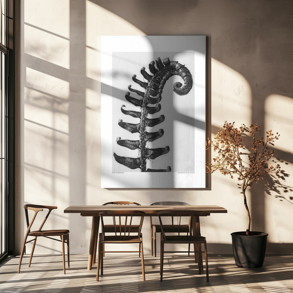 Polystichum Munitum | Leinwand