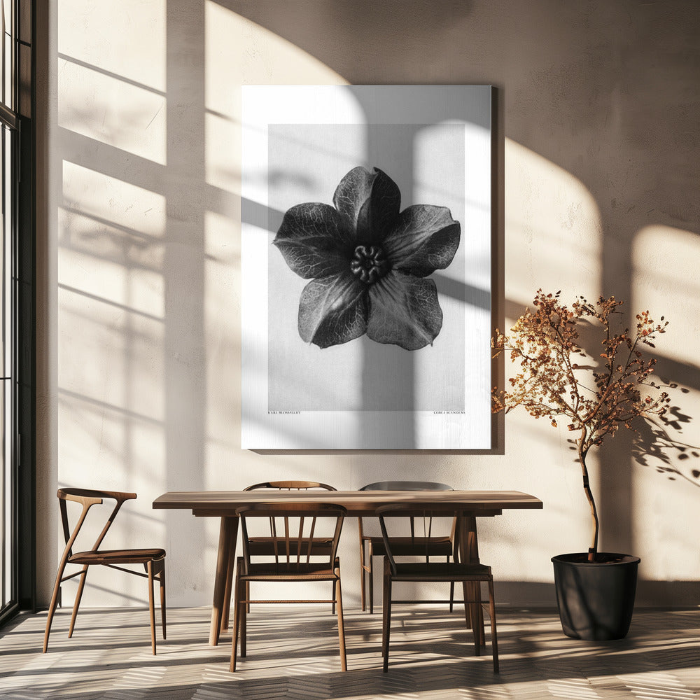 Cobaea Scandens | Leinwand