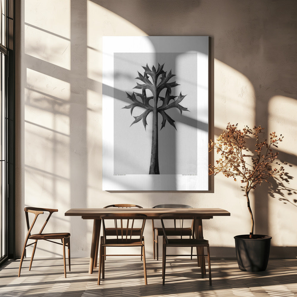 Eryngium Bourgatii | Leinwand