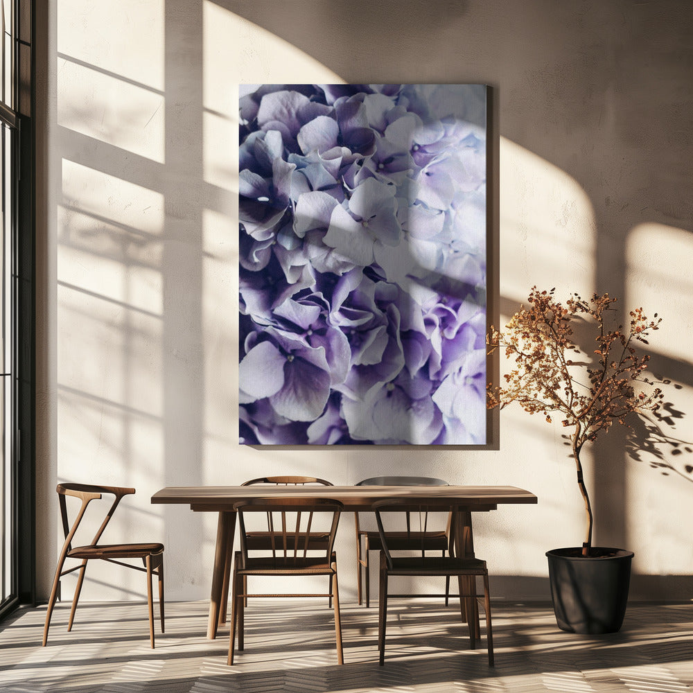 Leuchtend lila Hortensienblüten | Leinwand
