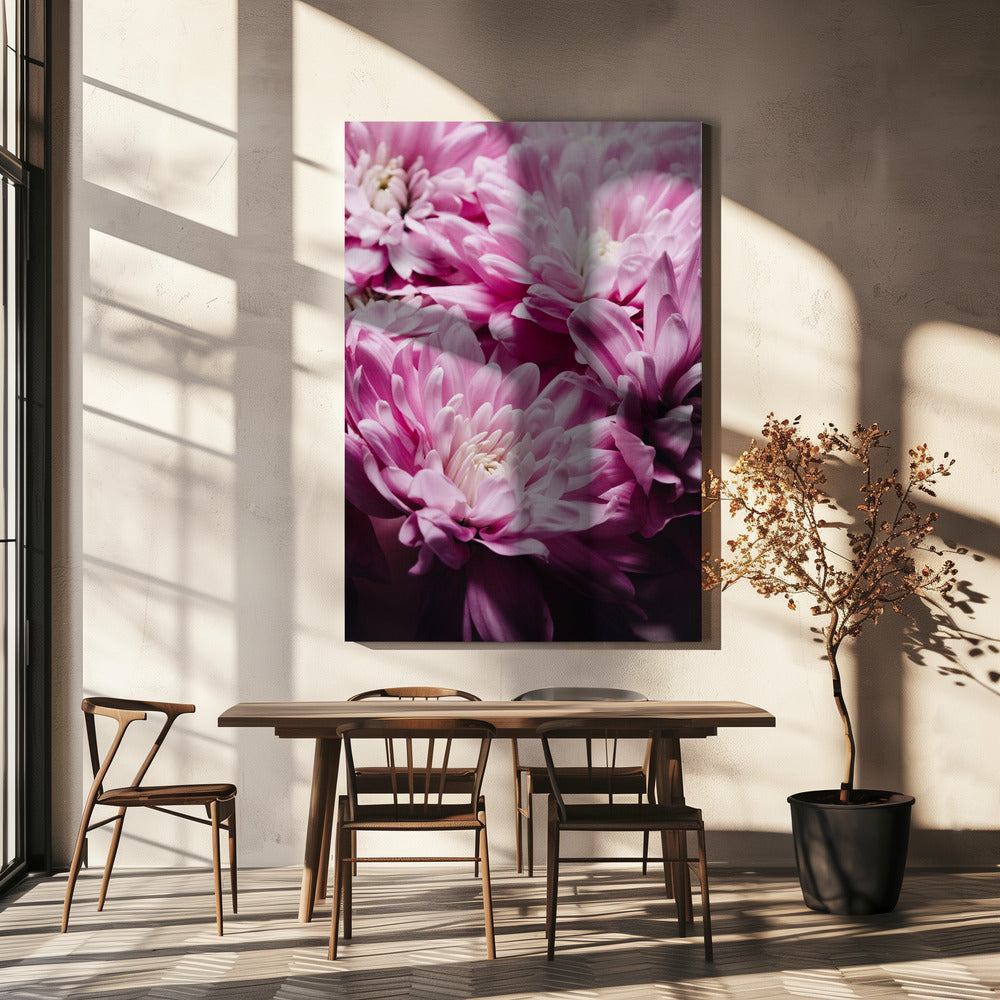 rosa Chrysanthemenblüte | Leinwand