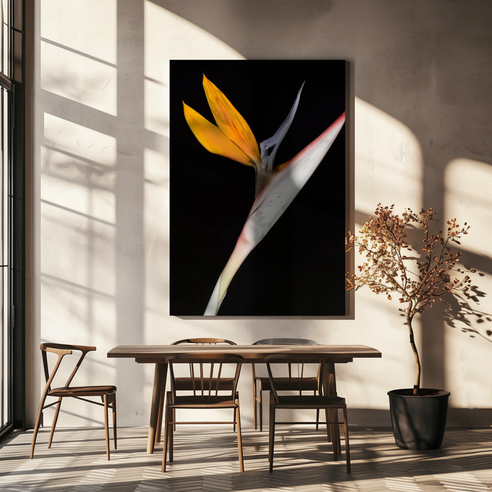 Bird of Paradise | Canvas