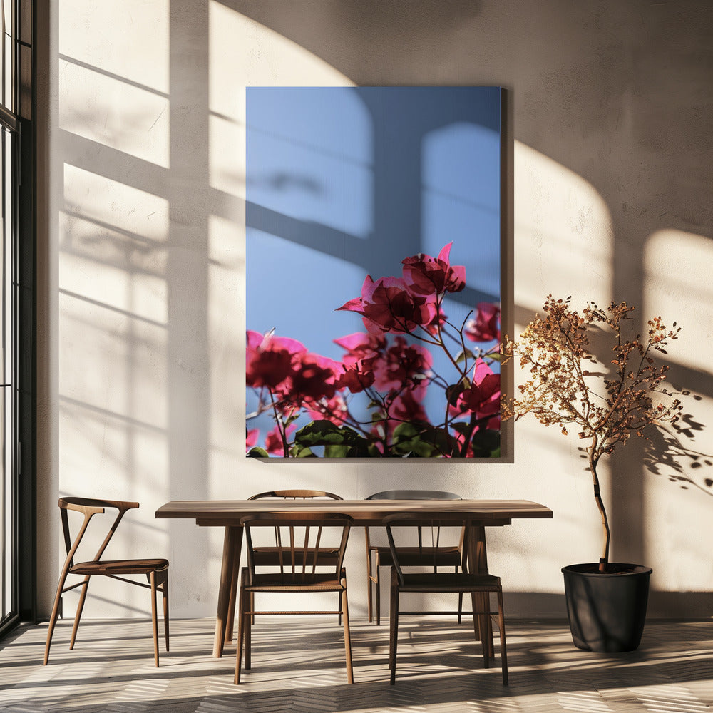 Bougainvillea Bliss | Canvas