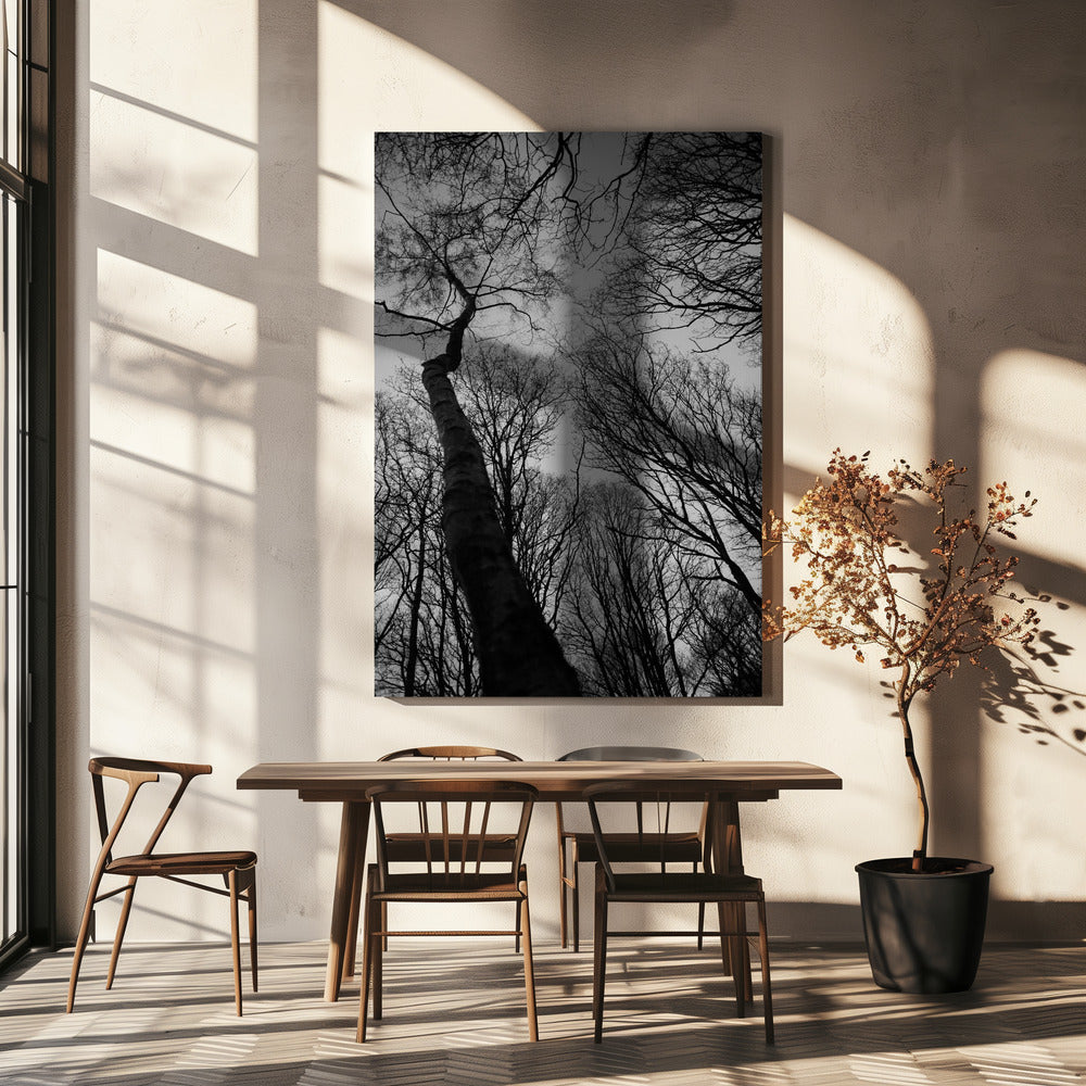 Winter's Reach | Canvas