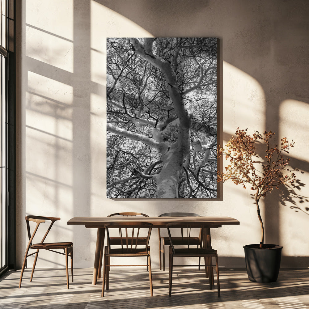 Silhouette Canopy | Canvas