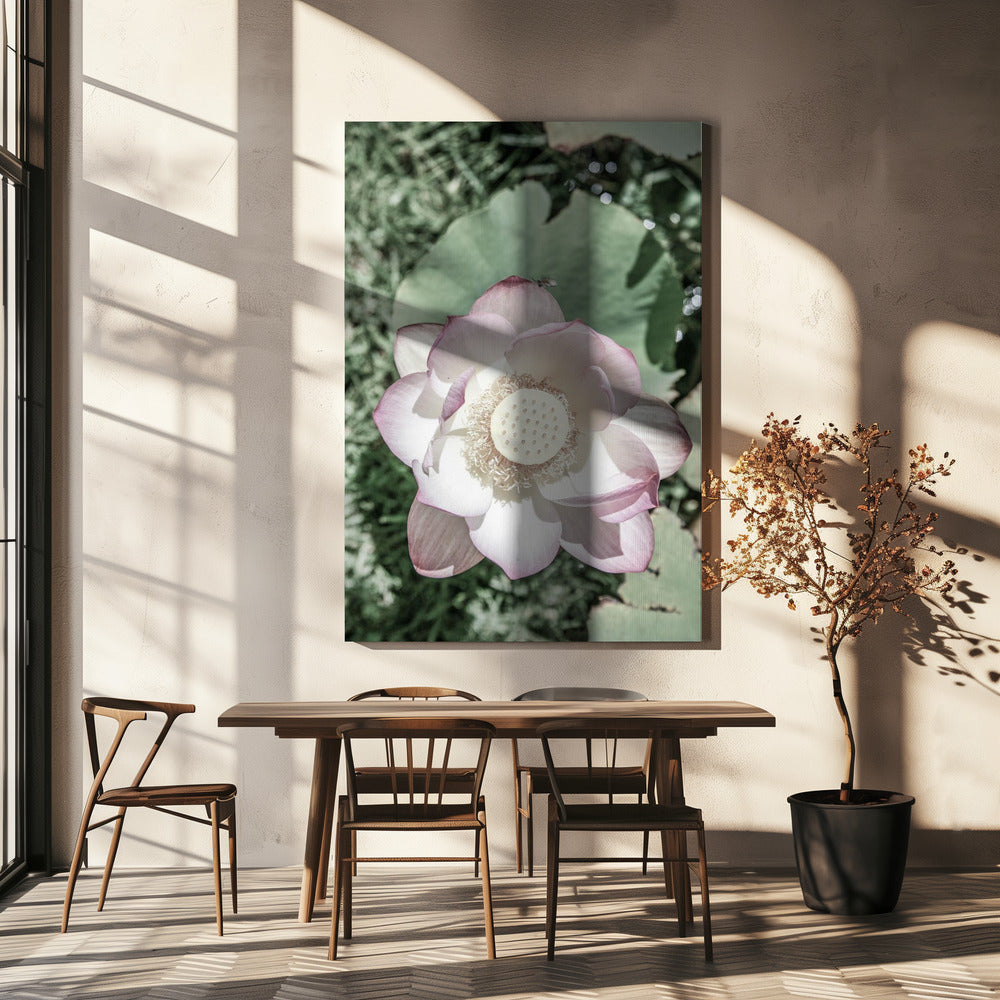 Lotus Serenity | Leinwand