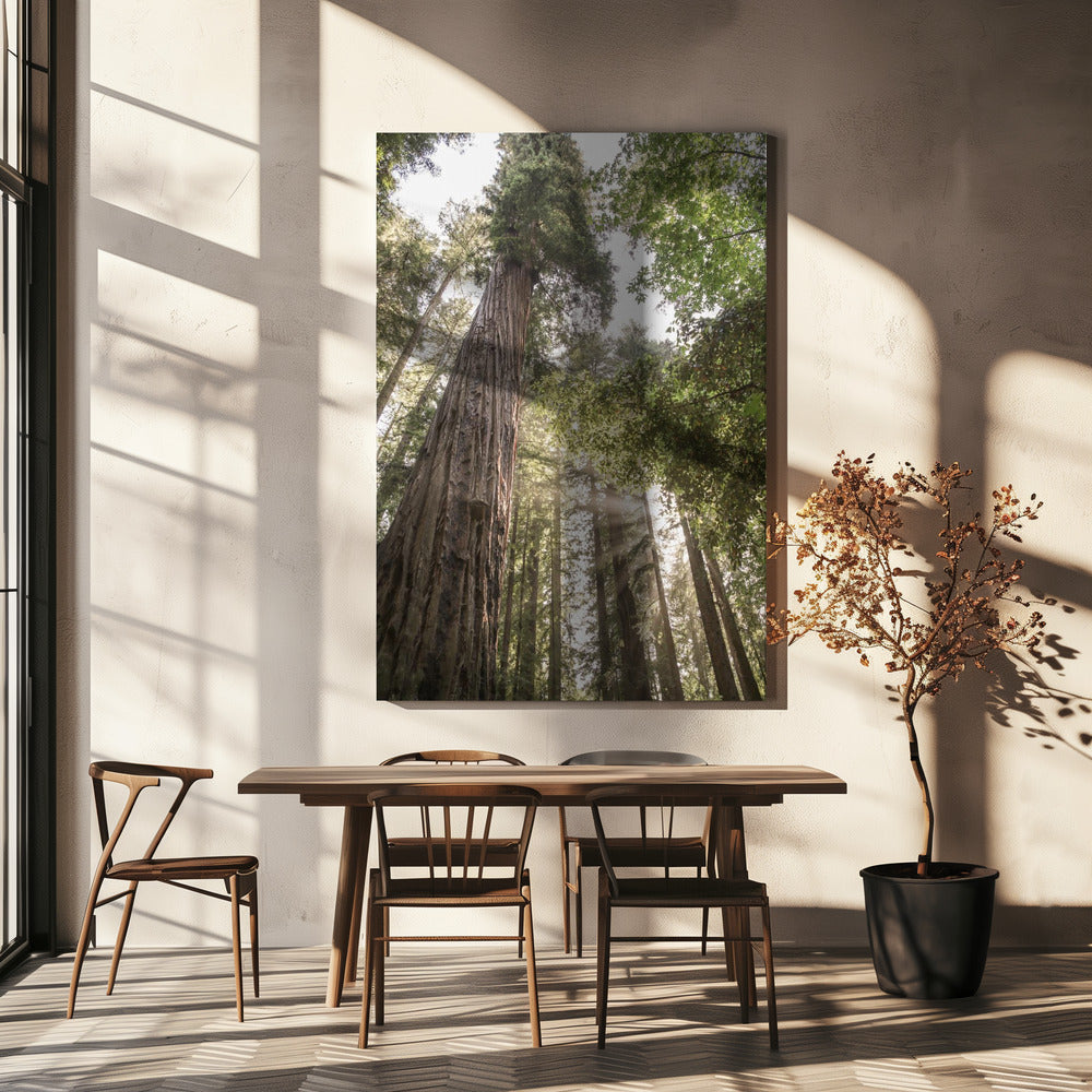 Hoch aufragende Redwoods | Leinwand